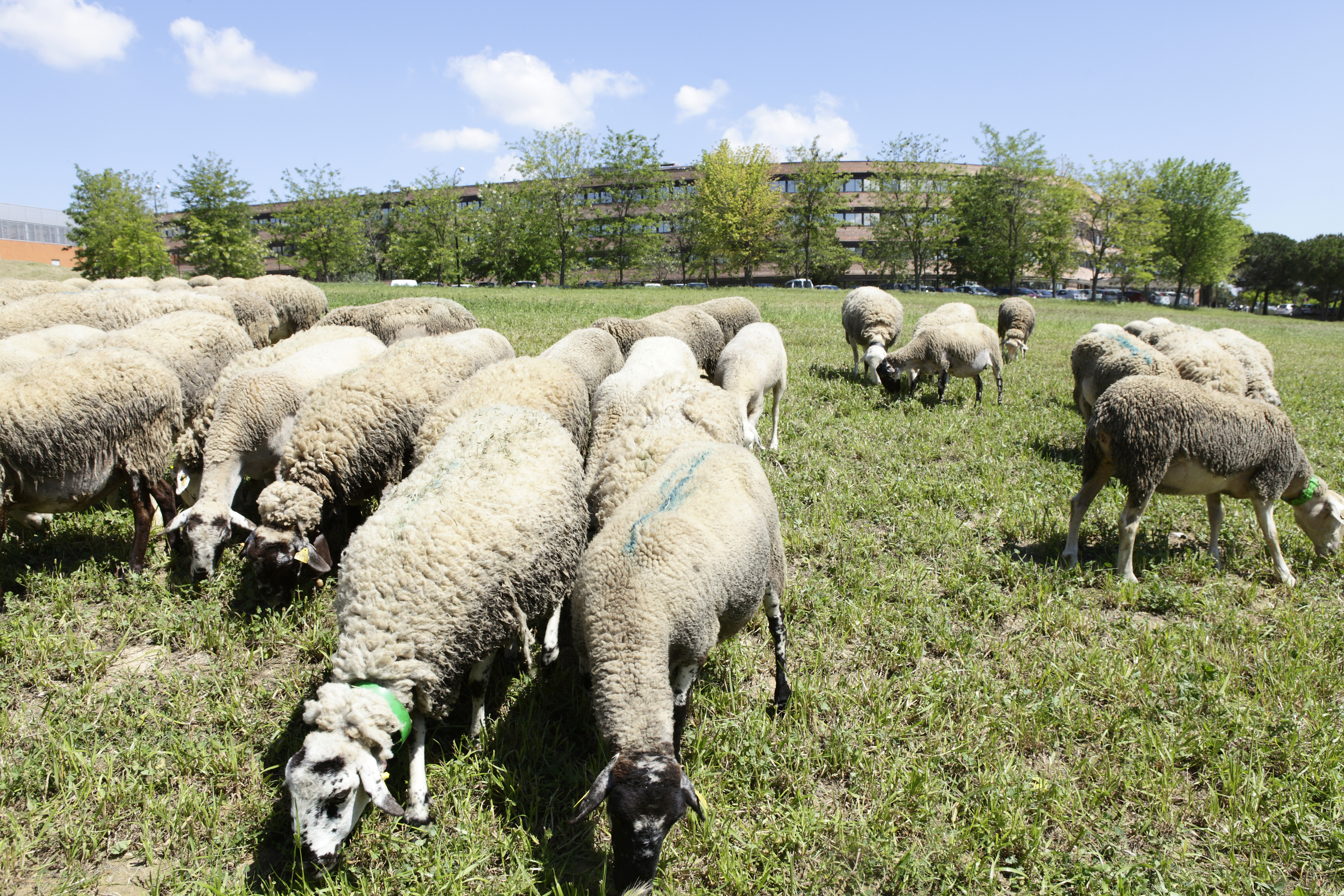 Ovelles de la UAB pasturant davant la Facultat de Veterinària